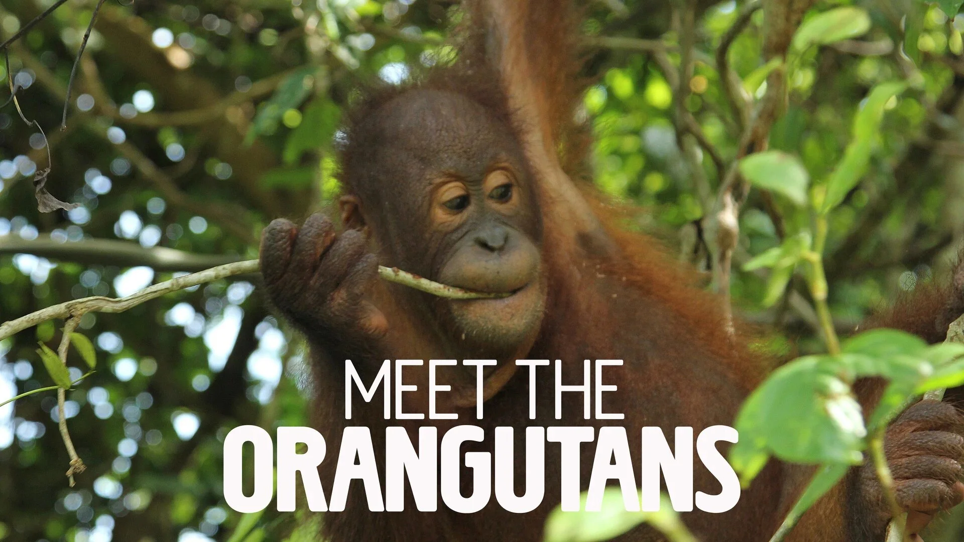 Meet the Orangutans