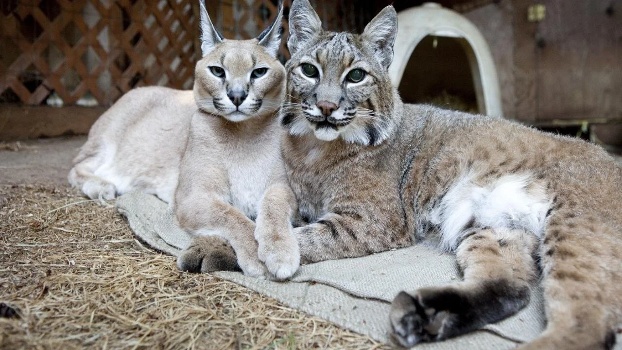 Amistades extrañas entre animales