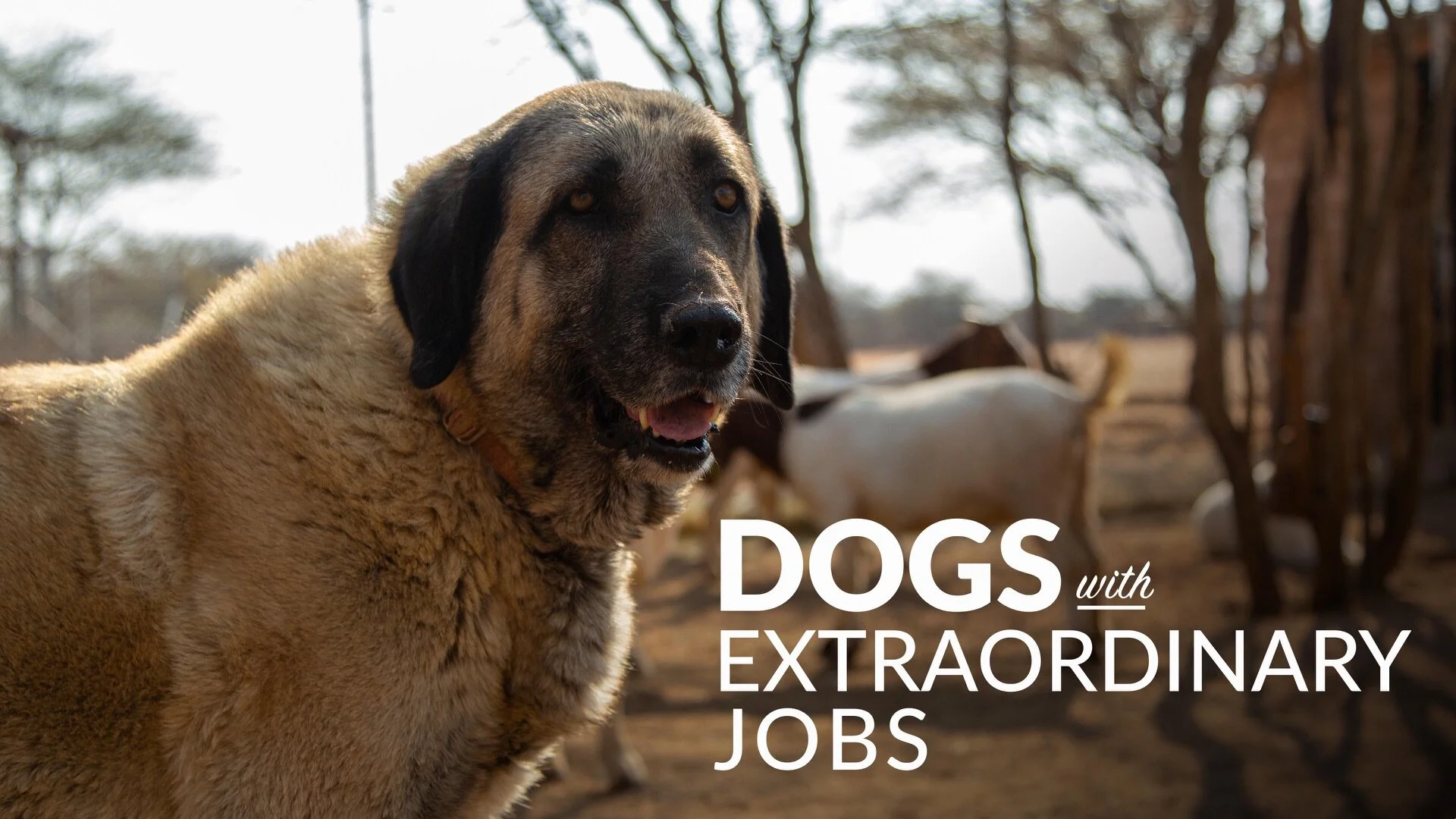 Dogs with Extraordinary Jobs