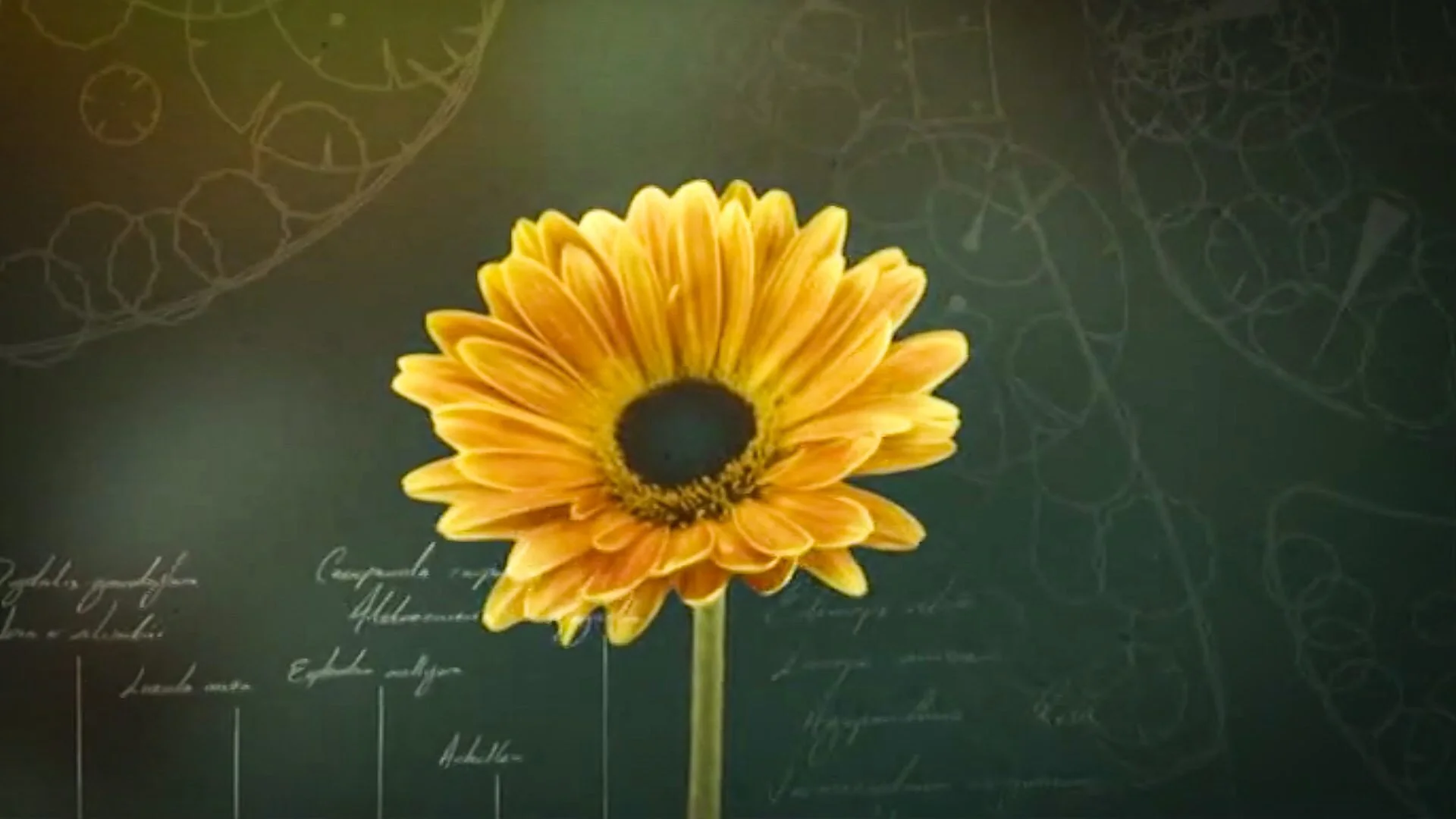 Your Chelsea Flower Show