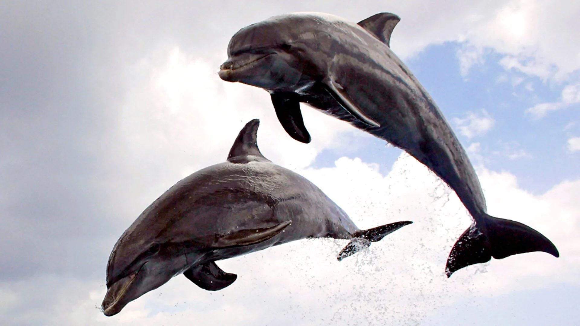 Dolphins: Spy in the Pod