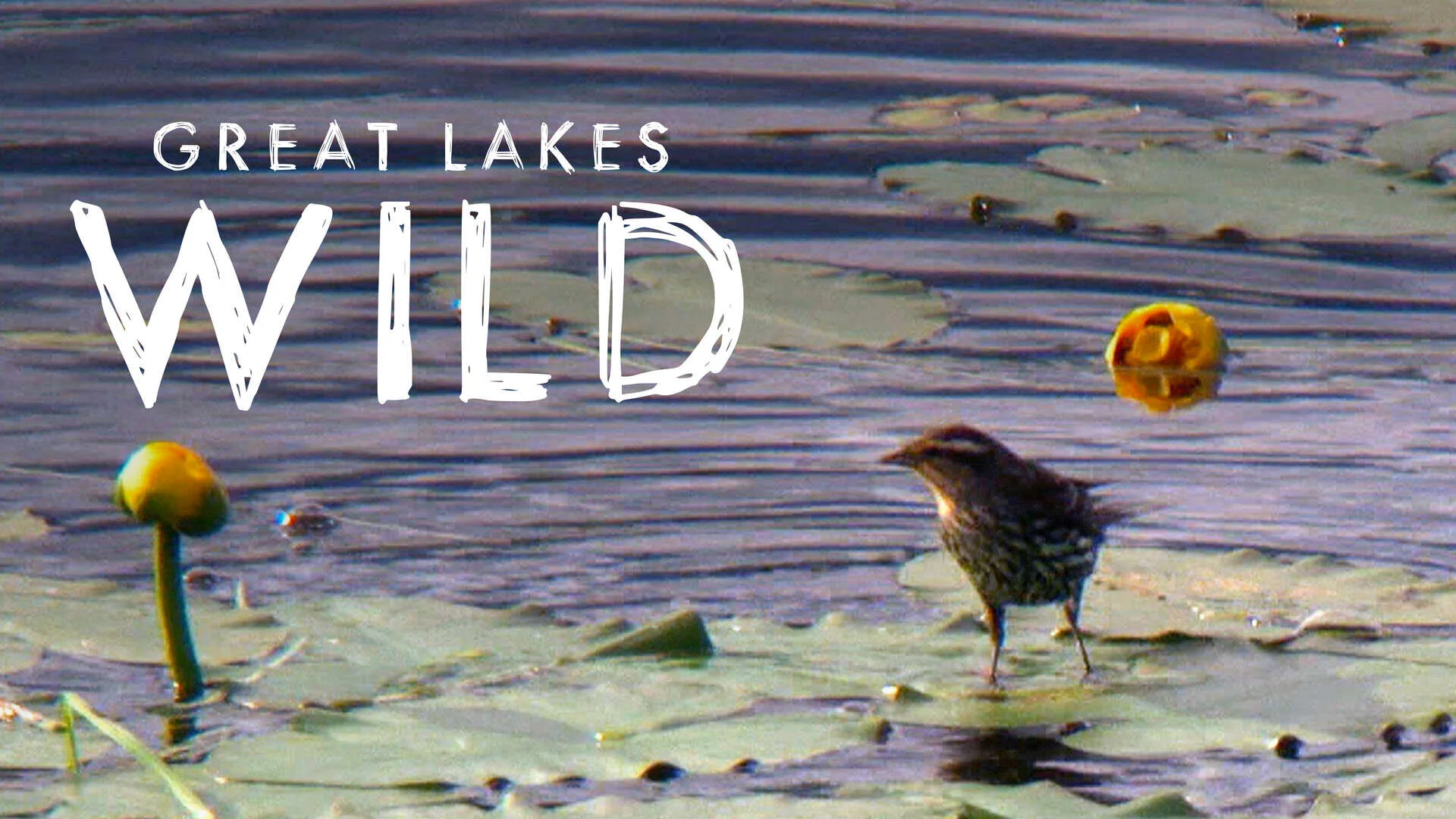 Great Lakes Wild