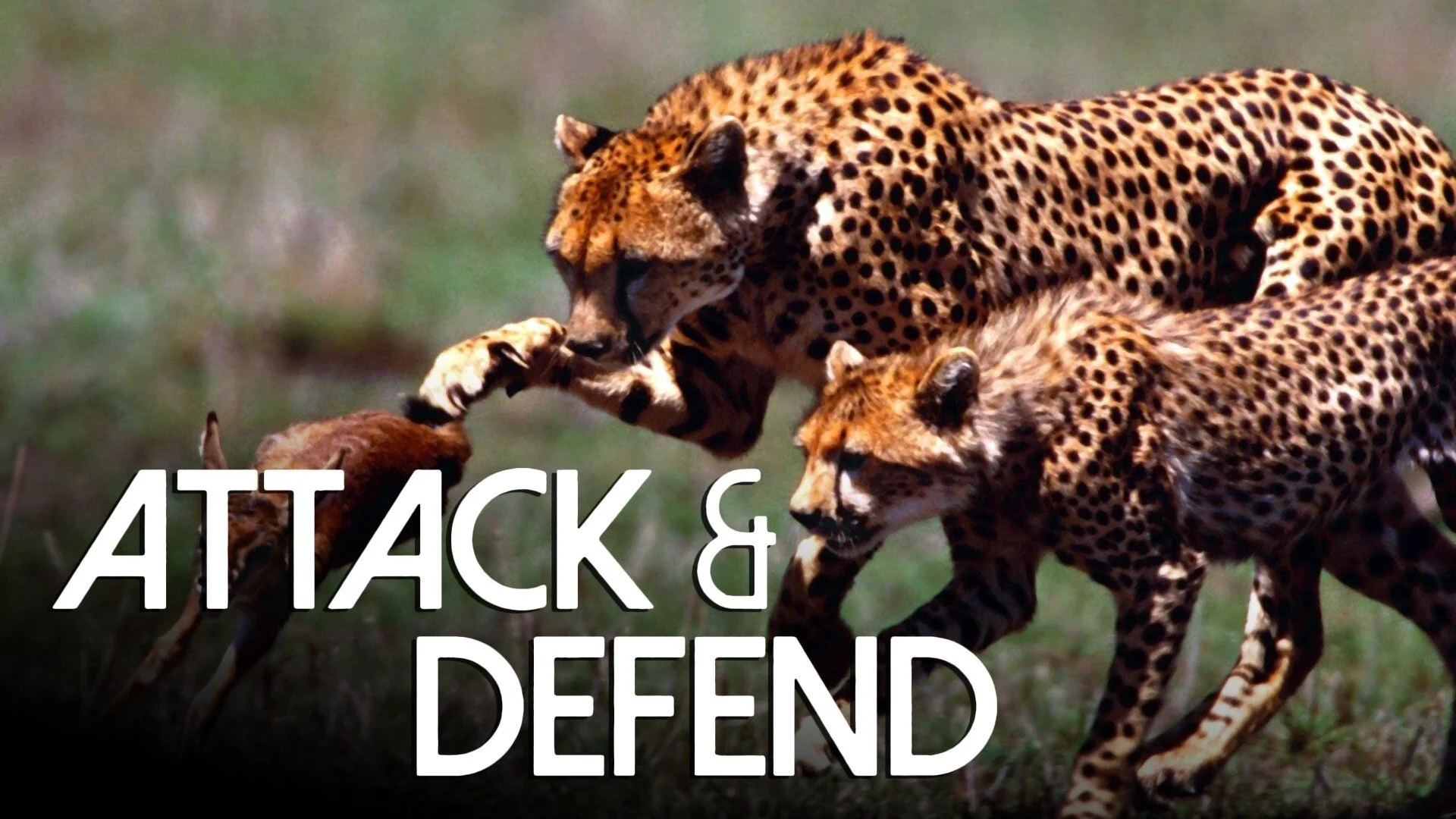 Attack and Defend