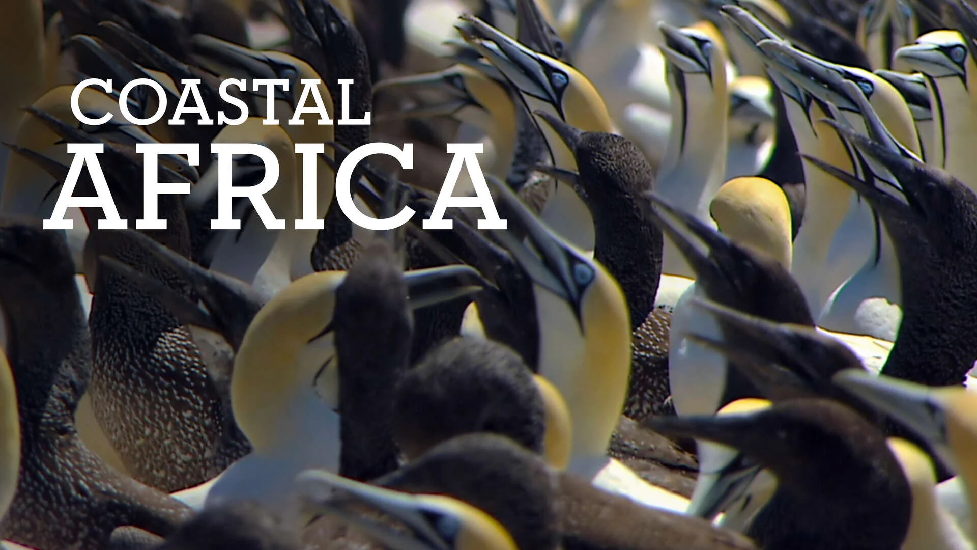 Coastal Africa