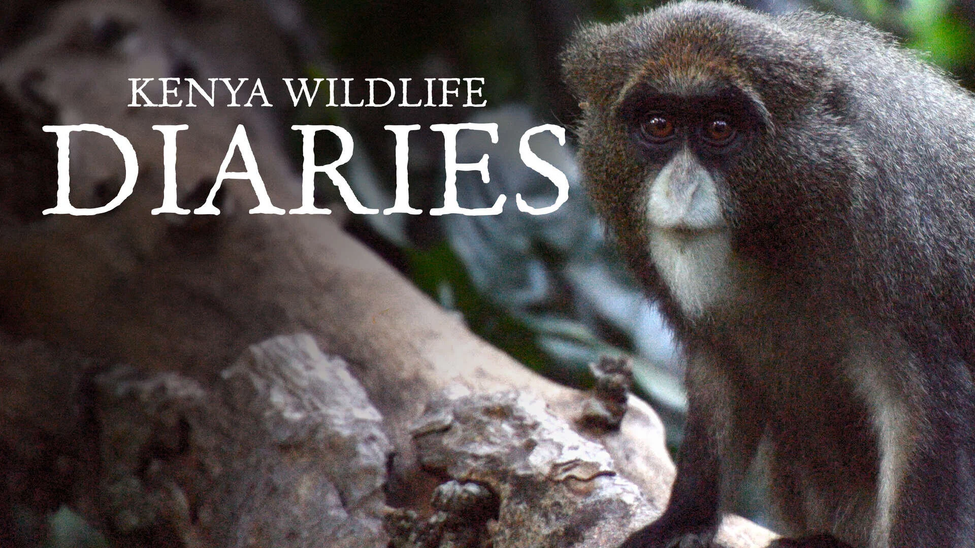Kenya Wildlife Diaries