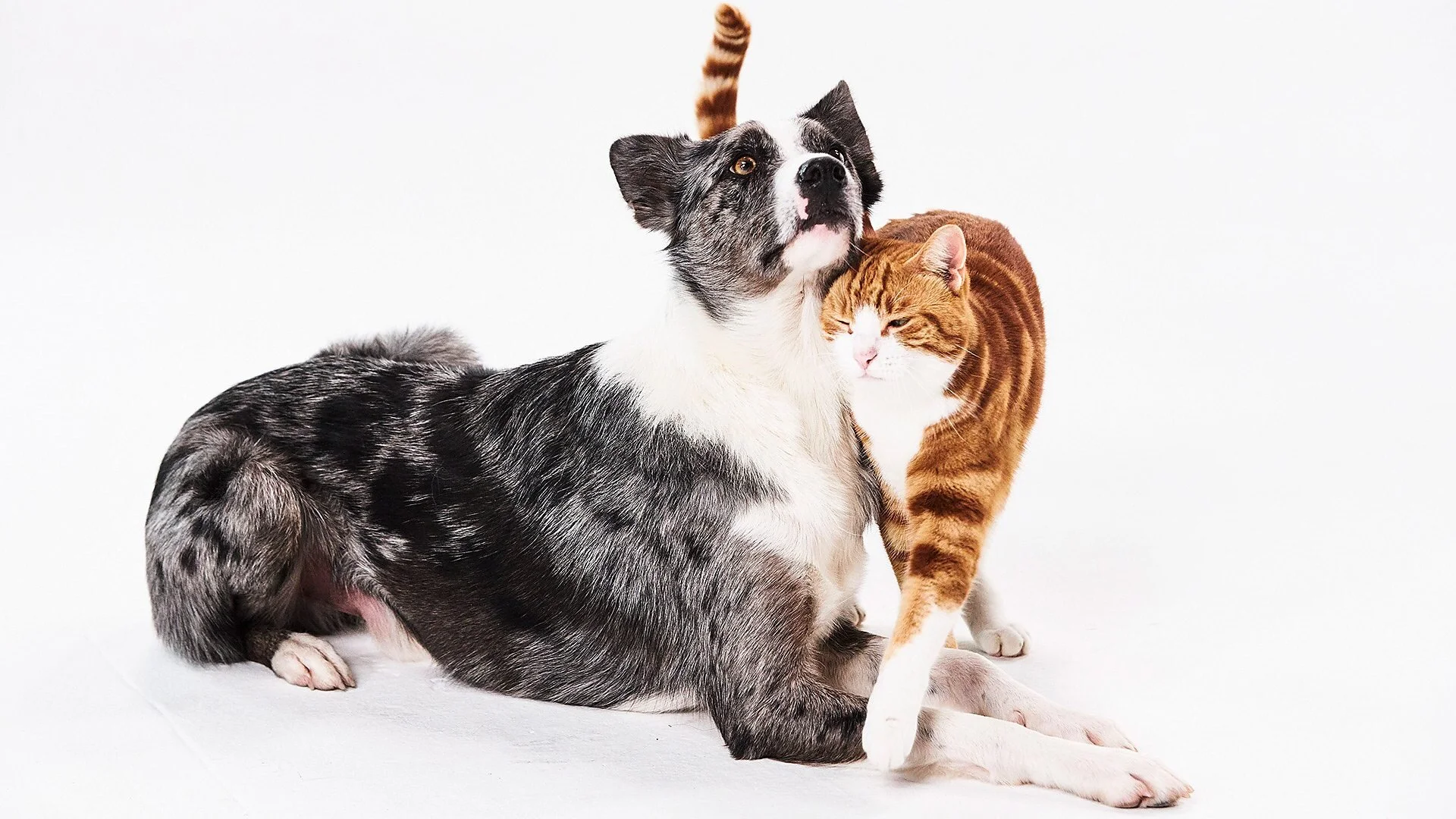 How We Tamed the Cat and Dog