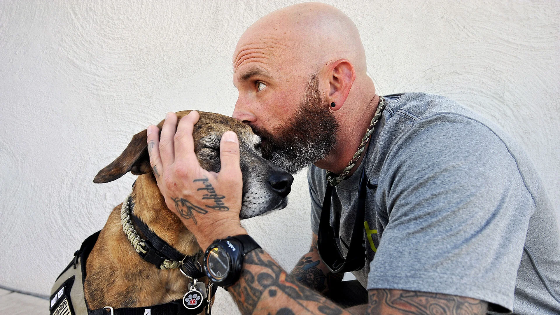 Dogs of War