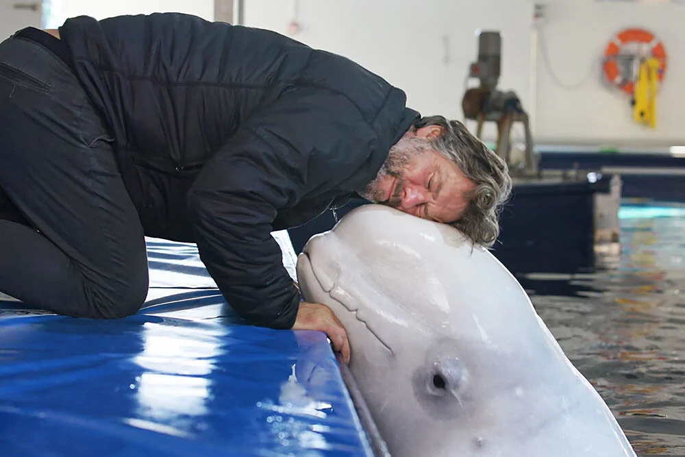 John Bishop's Great Whale Rescue