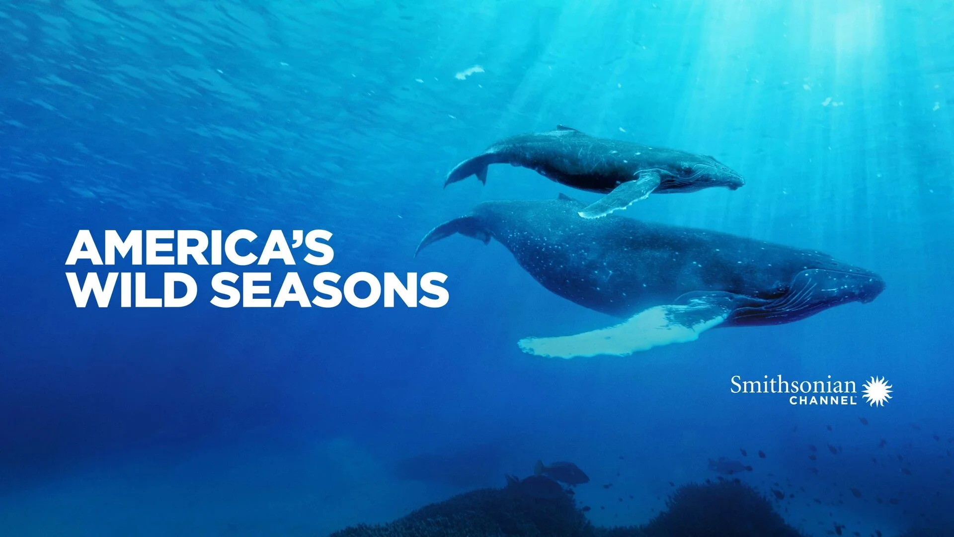 America's Wild Seasons