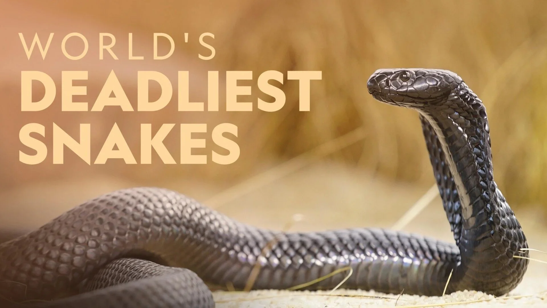 Un Monde Mortel : Redoutables Serpents
