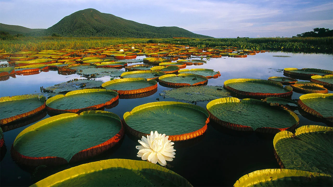Secret Brazil