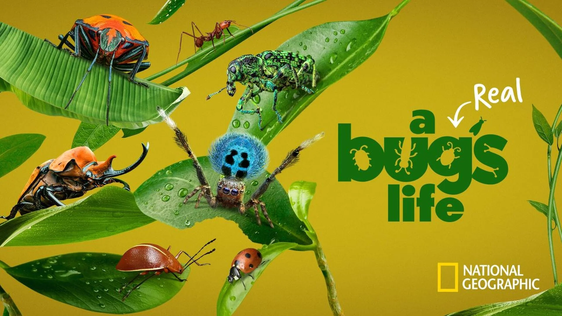 A Real Bug's Life