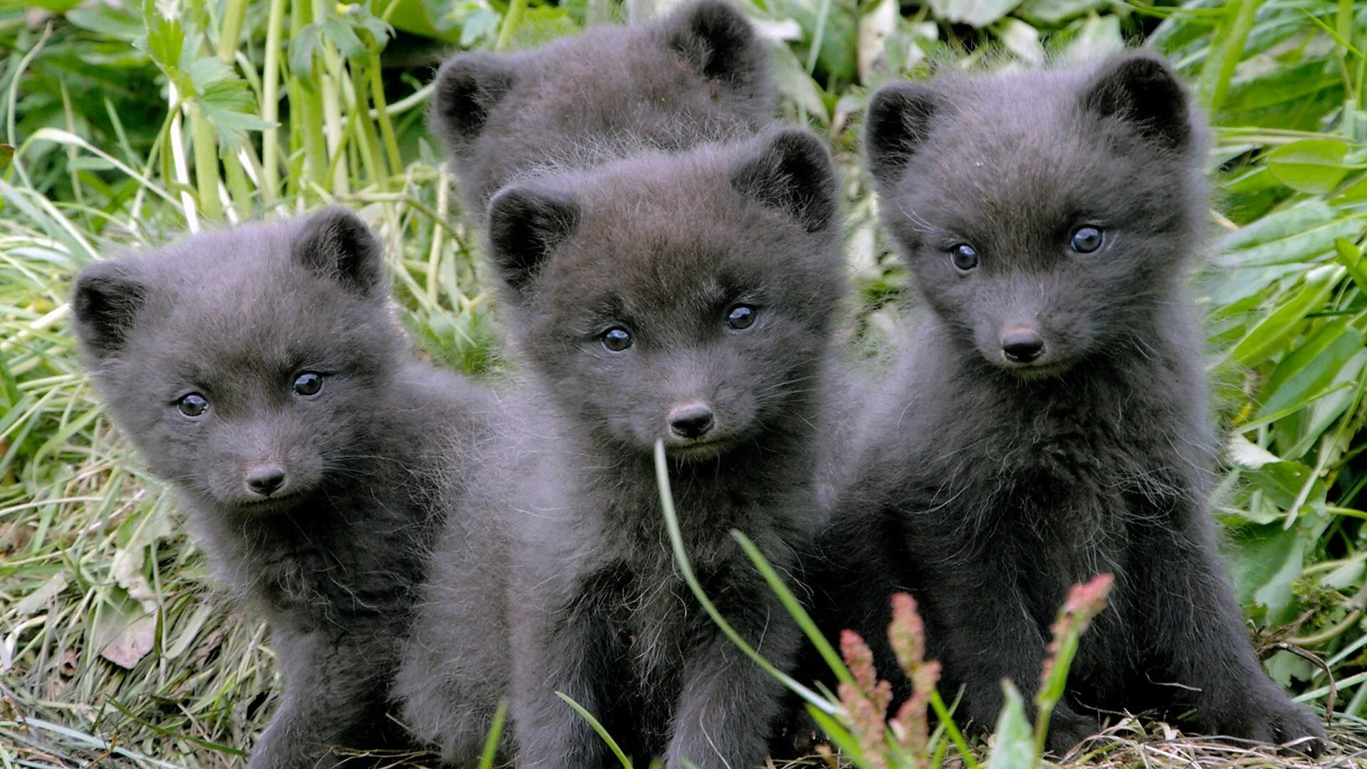 Nacidos de la tormenta