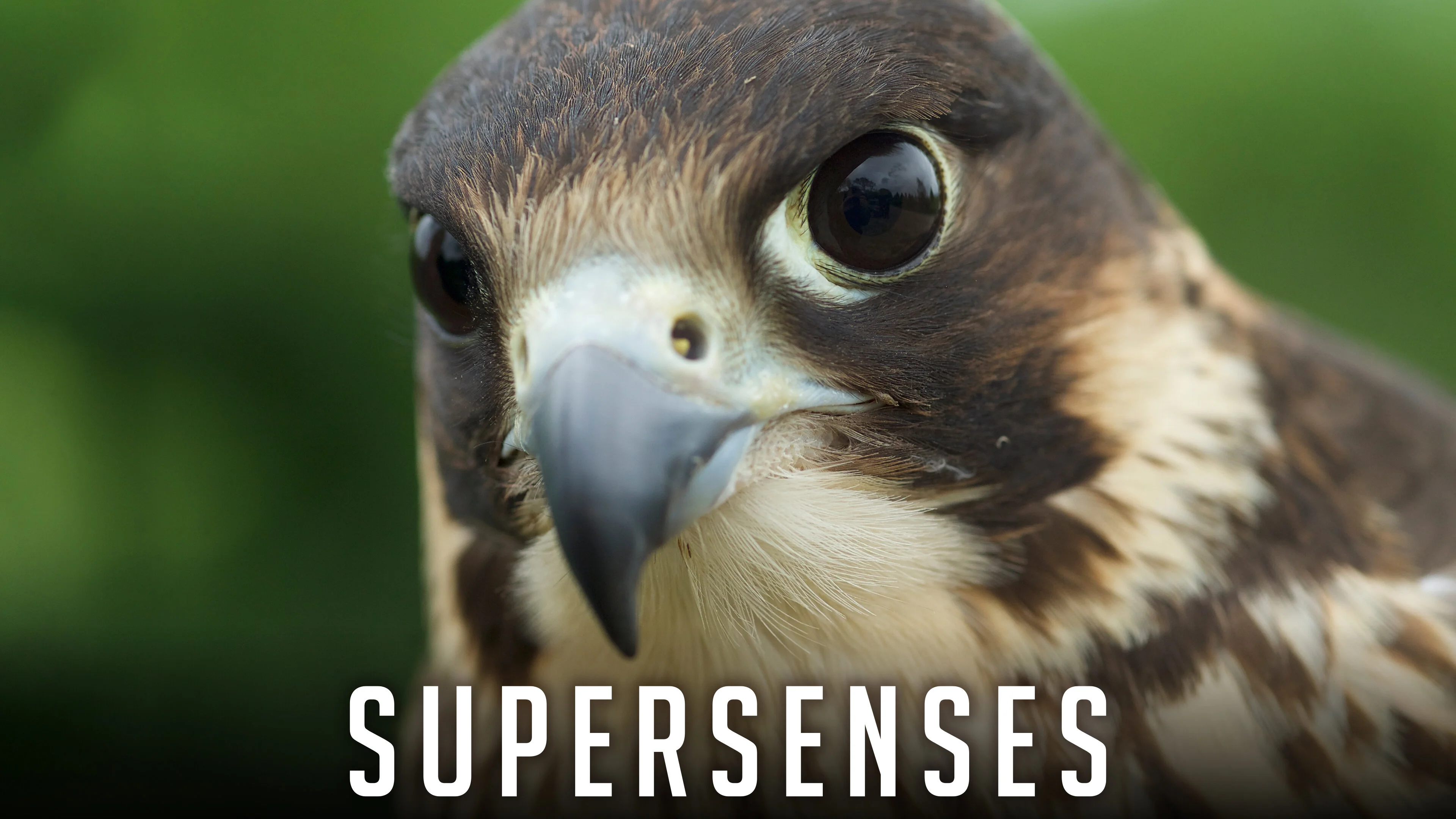 Supersenses