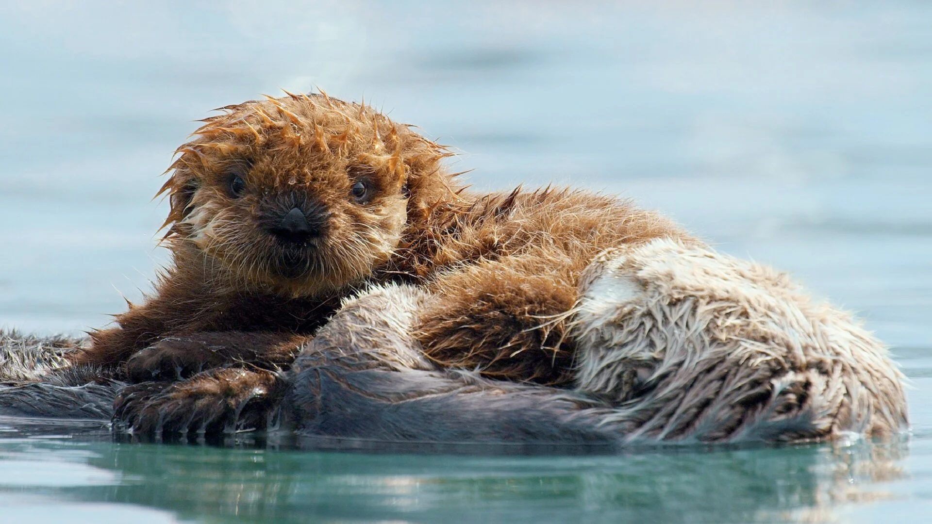 Une année sauvage autour de la Terre