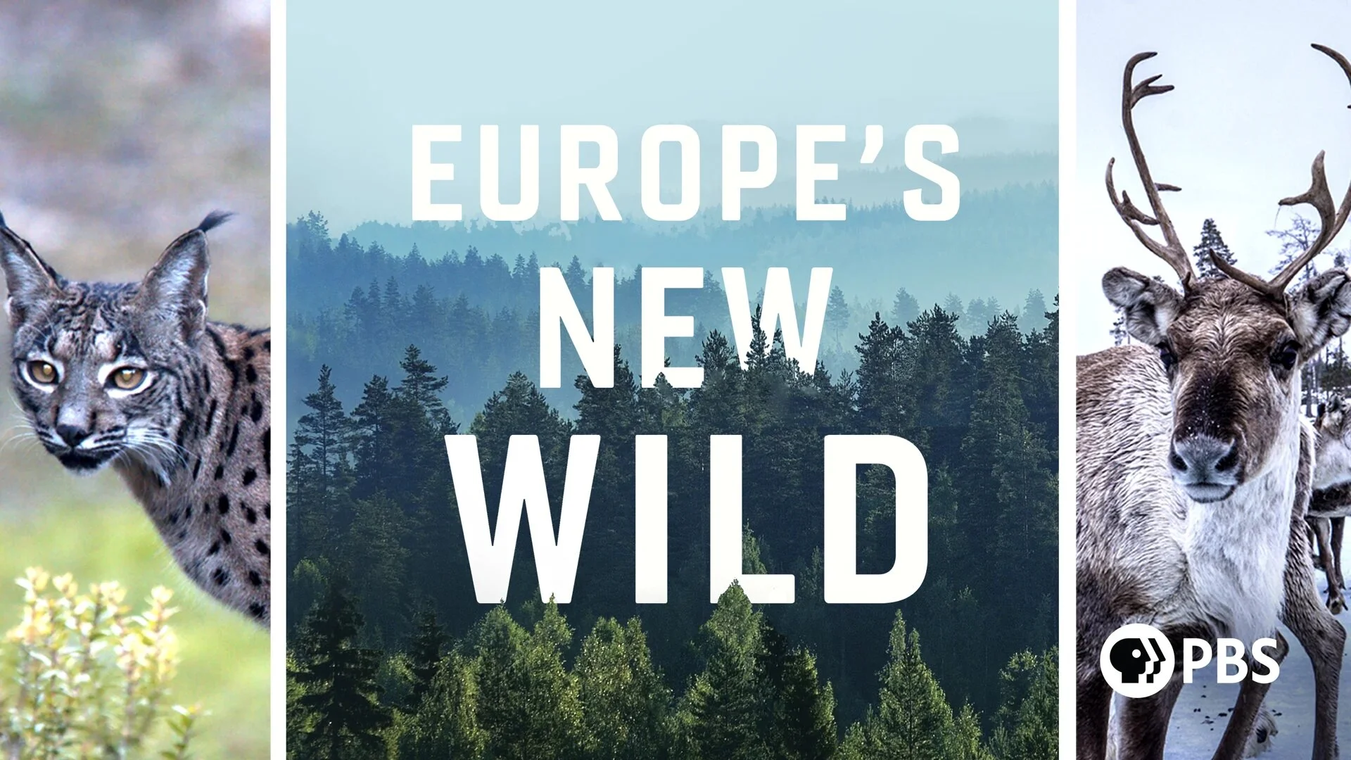 Europe's New Wild