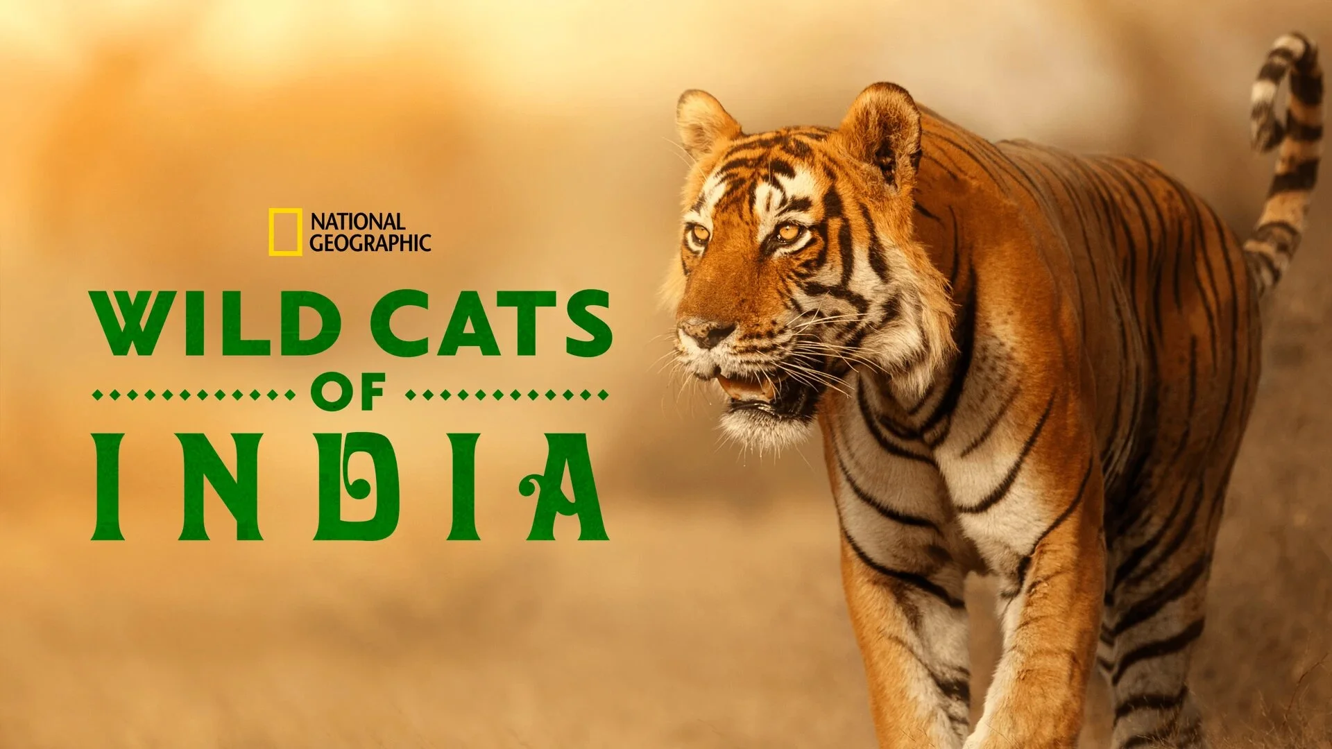 Wild Cats of India