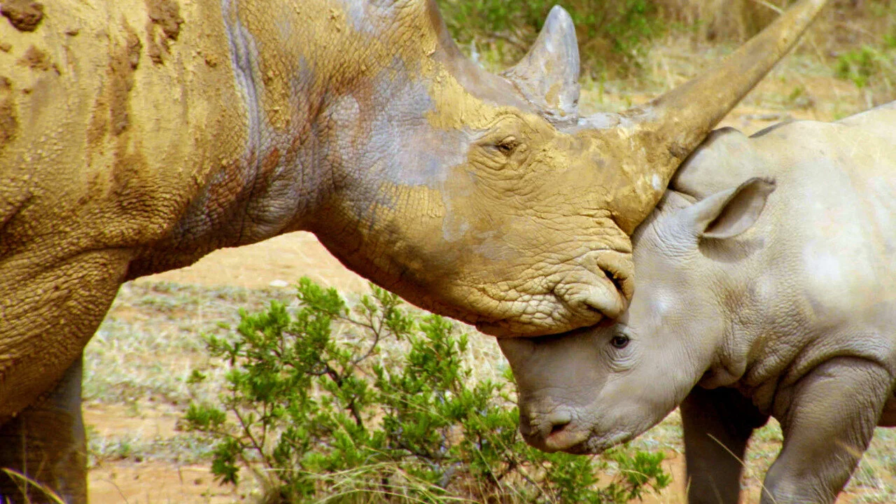 Iconos de la Vida Silvestre