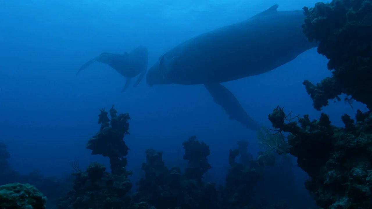 Atlántico el océano más salvaje de la Tierra