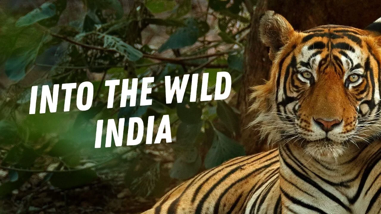 Dentro de lo Salvaje: India