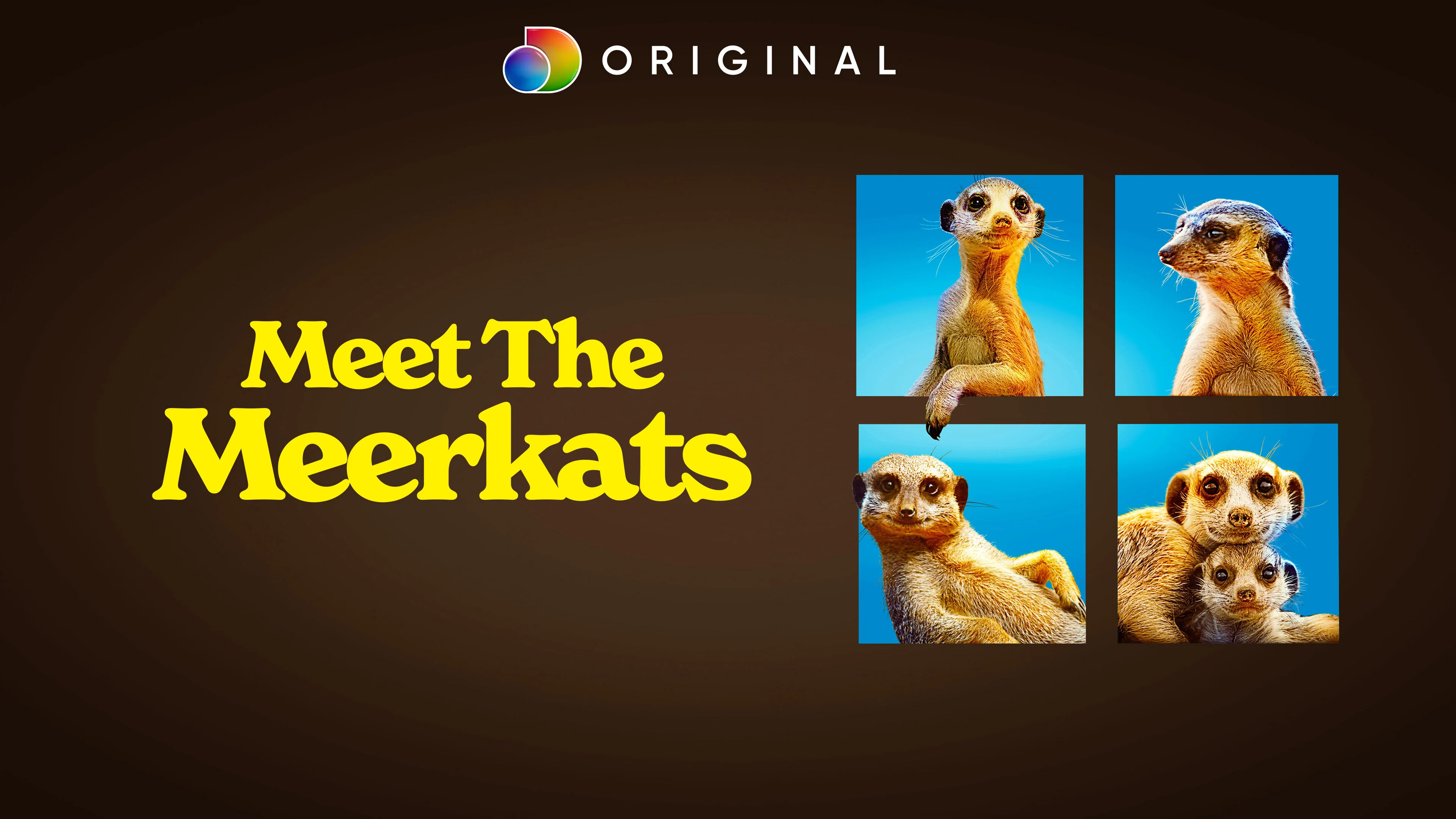 Meet the Meerkats