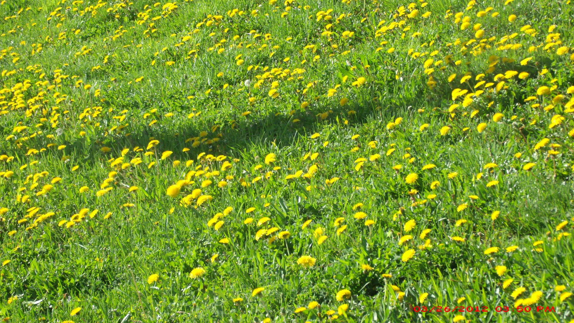 Miracles of Nature