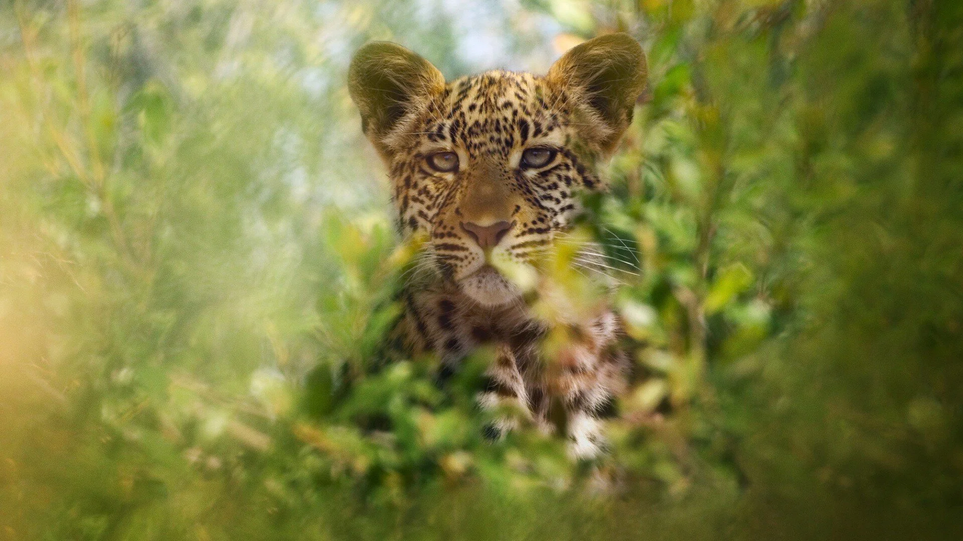 Animal