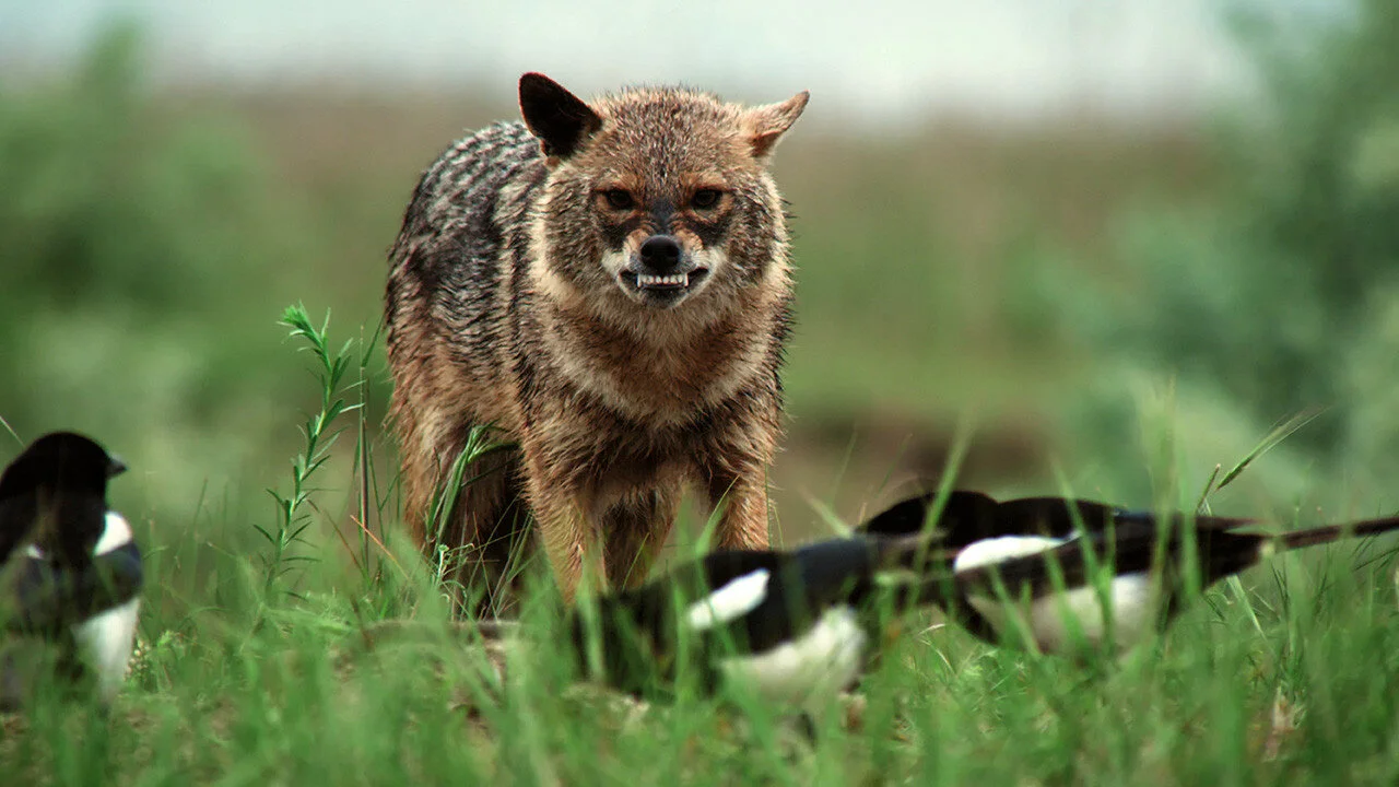Wild Hunters