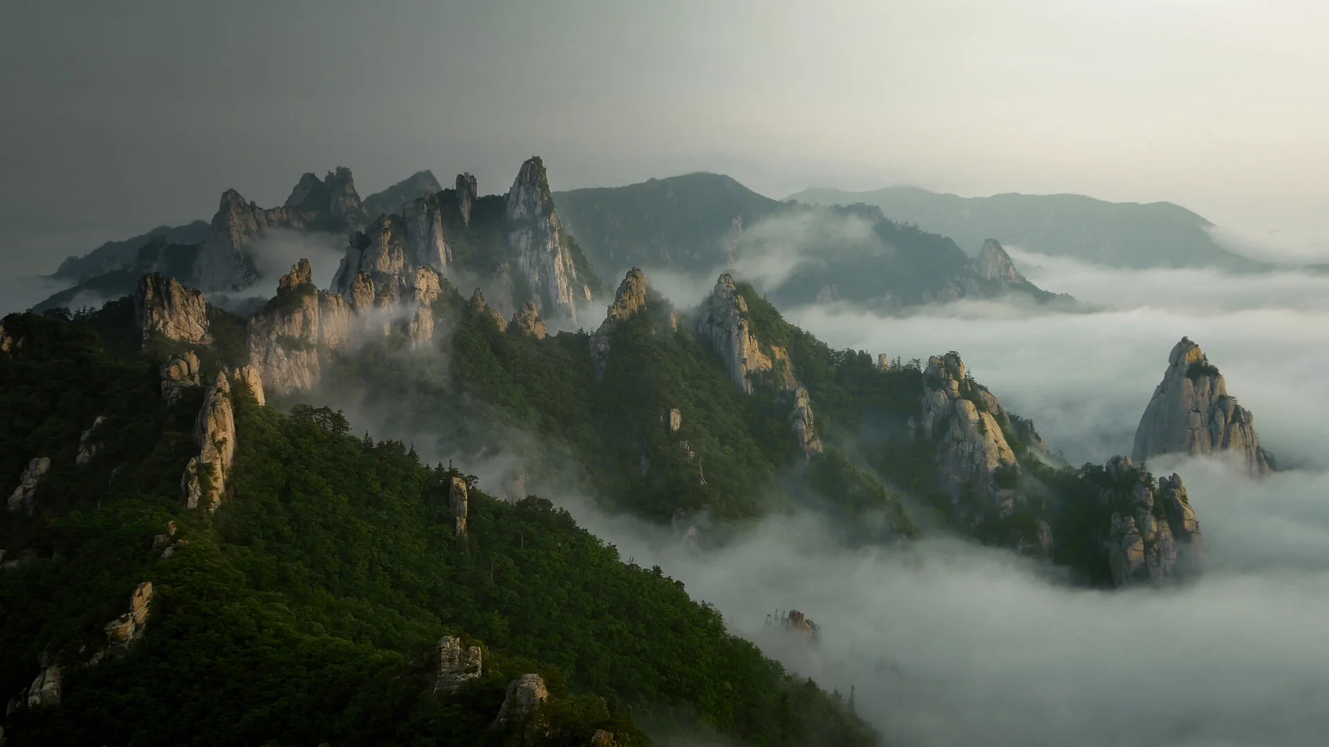 Wild Korea