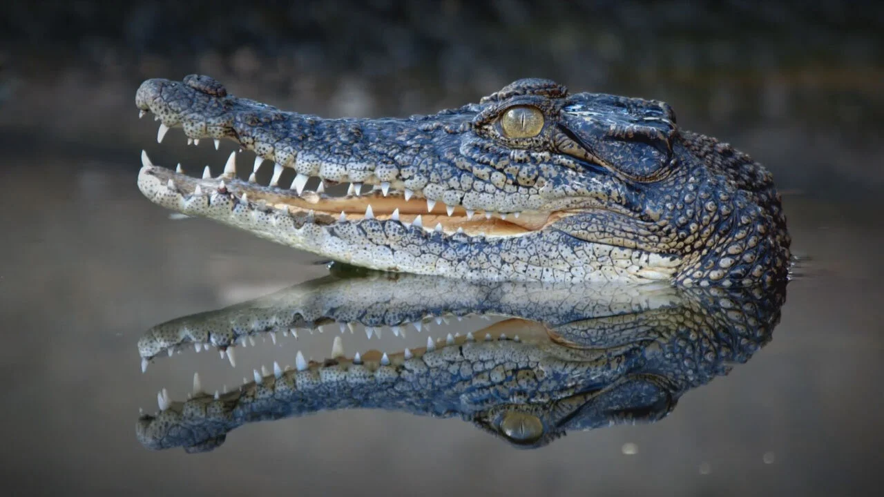 Ray Mears: Close Encounters