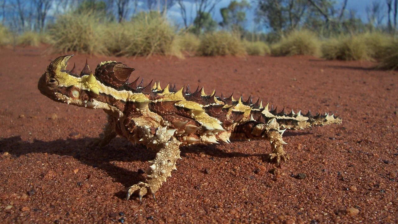 Destination Wild : Australie