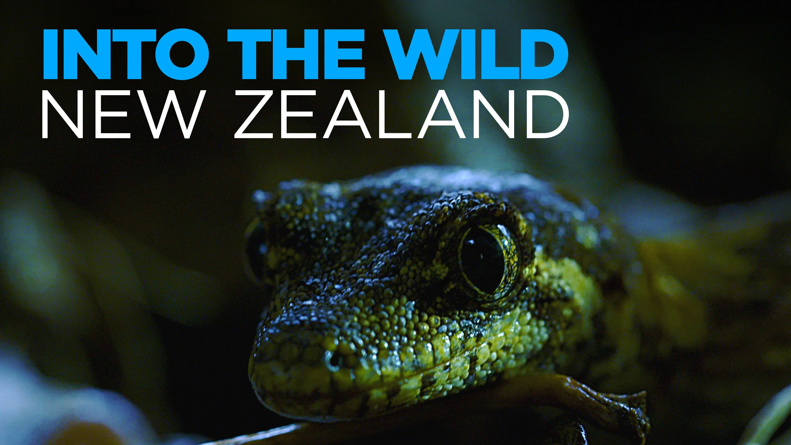 Into the Wild New Zealand