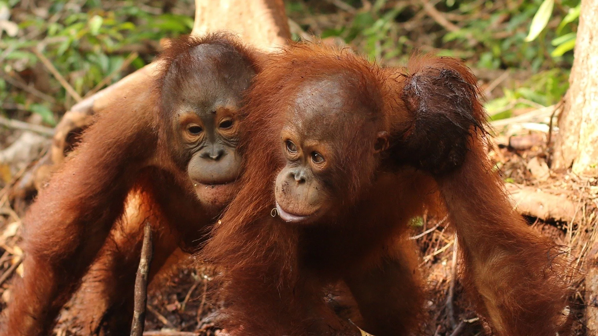 Becoming Orangutan