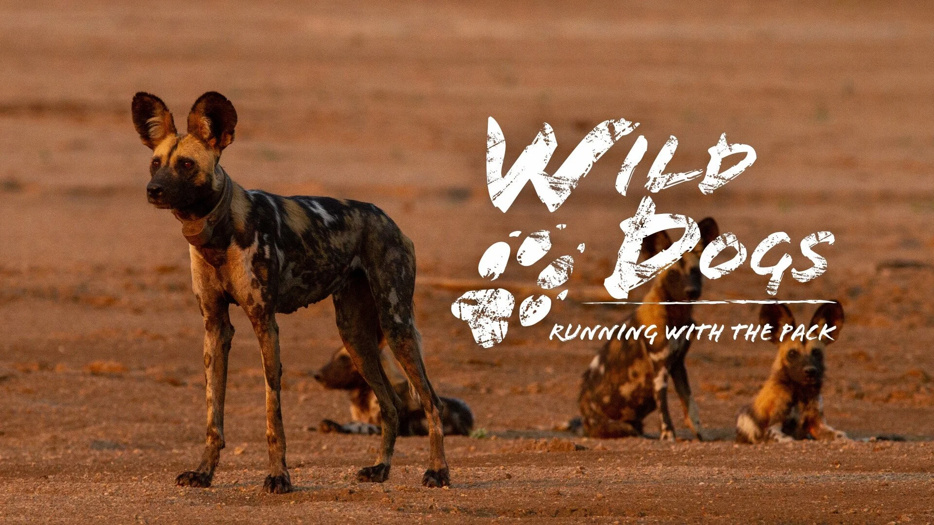 Wild Dogs: Running with the Pack