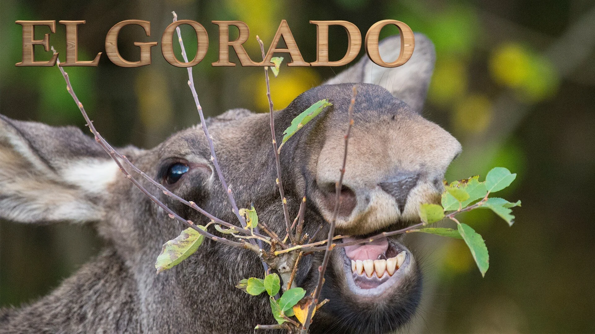 Elgorado