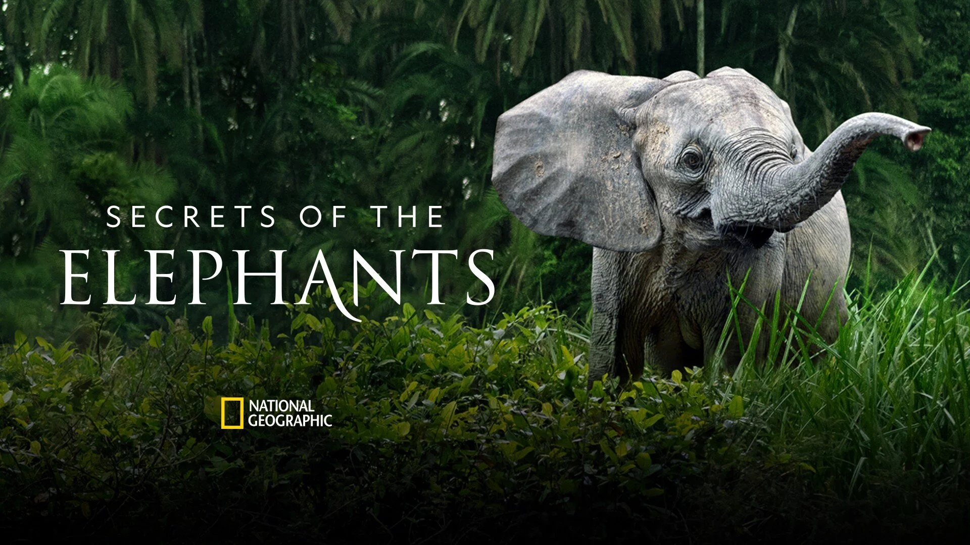 Les secrets des éléphants