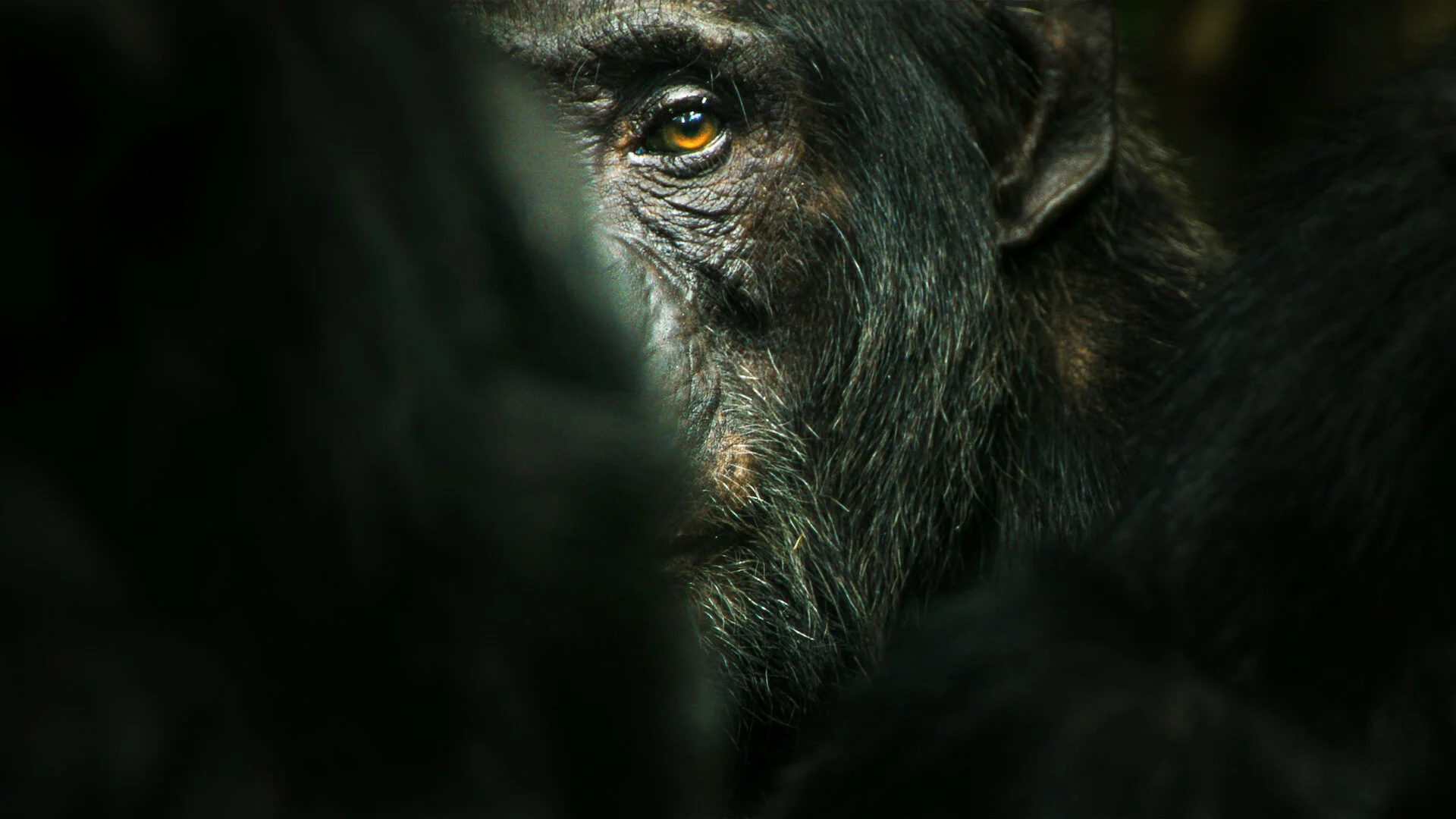 O Império dos Chimpanzés