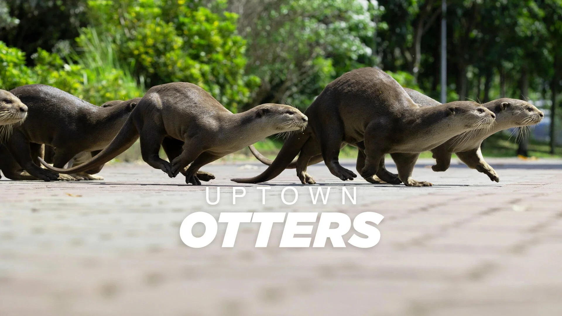 Uptown Otters