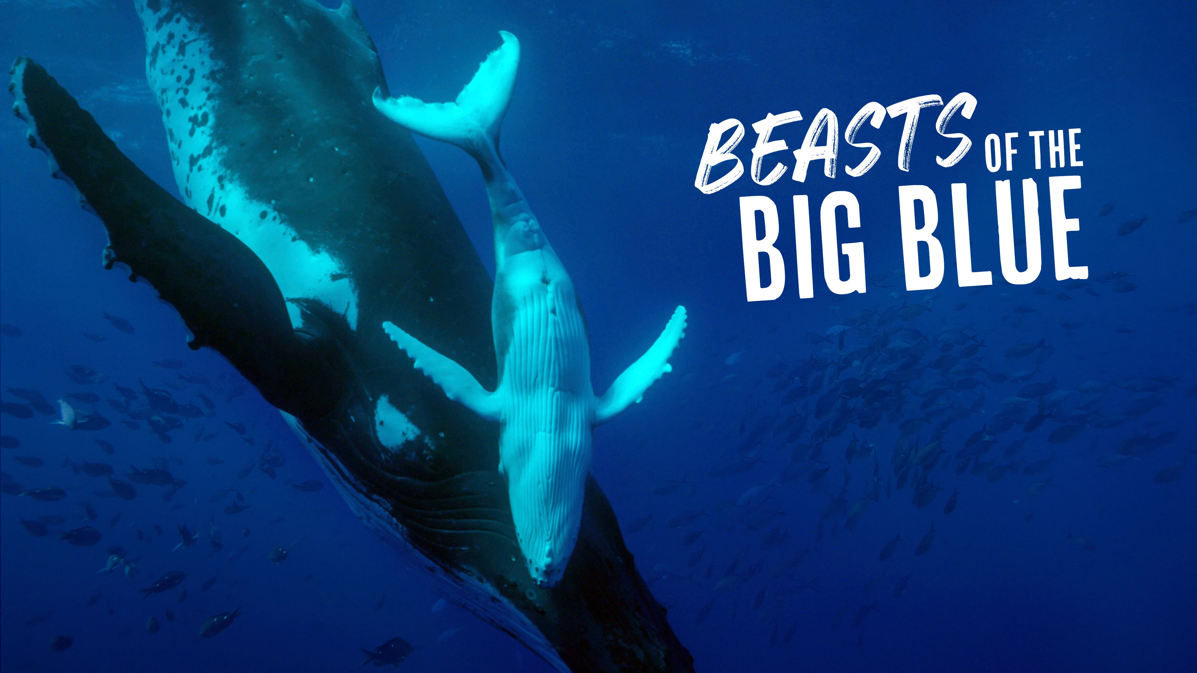 Beasts of the Big Blue