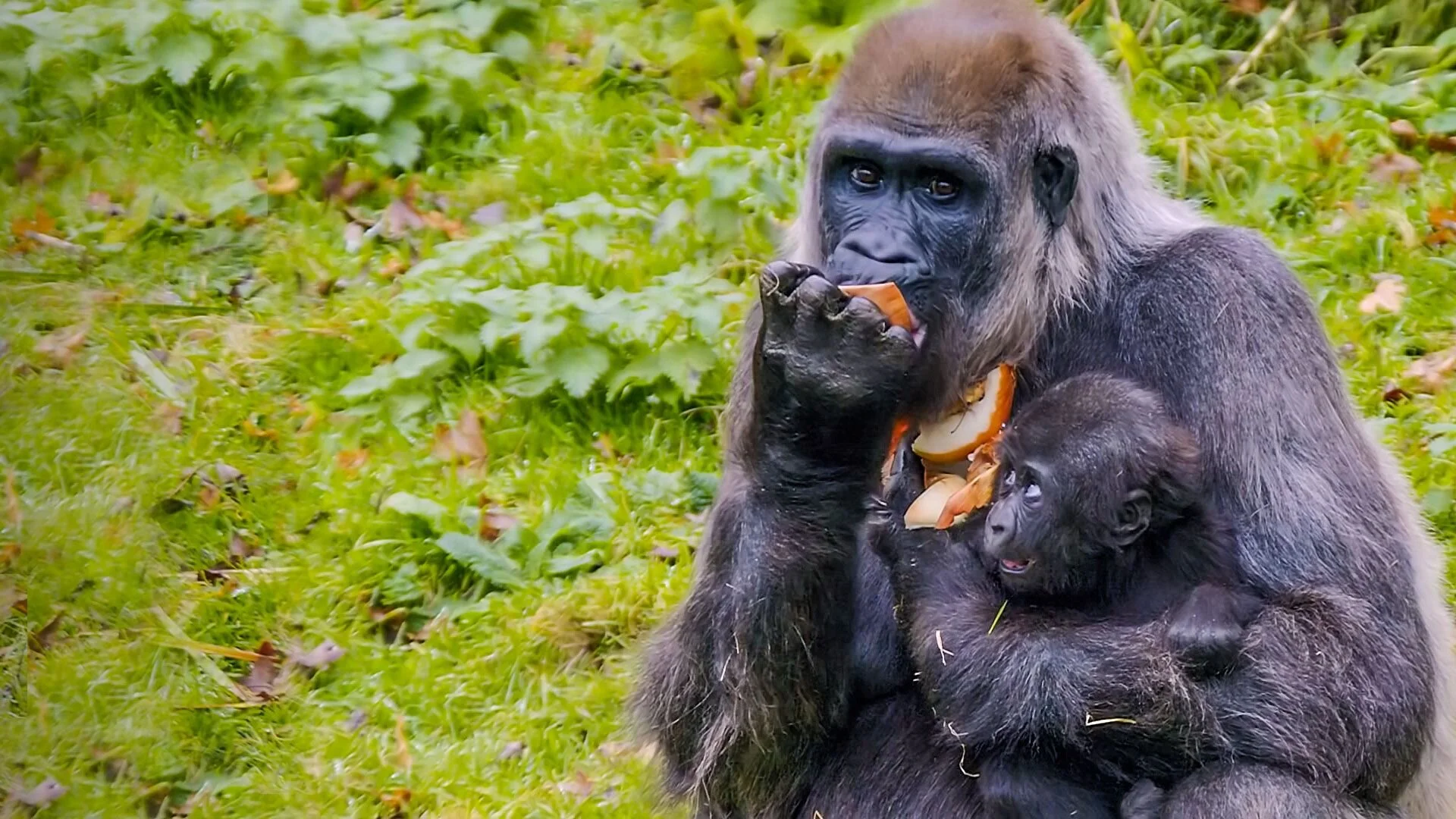 The Wonderful World of Baby Animals