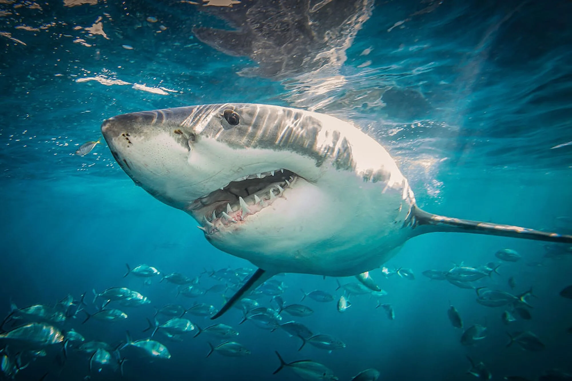 Deadly Mission Shark