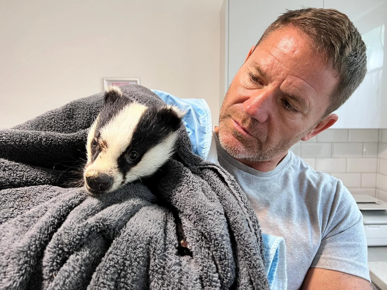 Badgers: Their Secret World