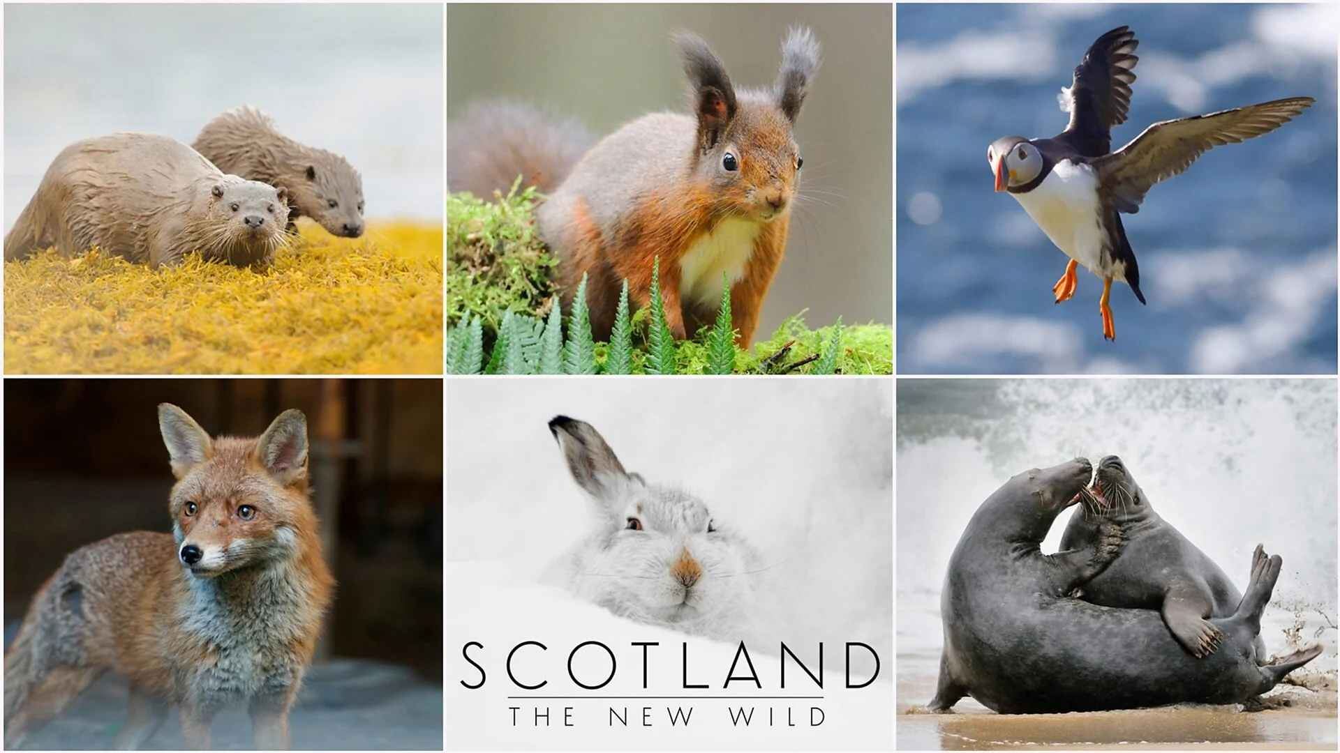 Scotland - The New Wild
