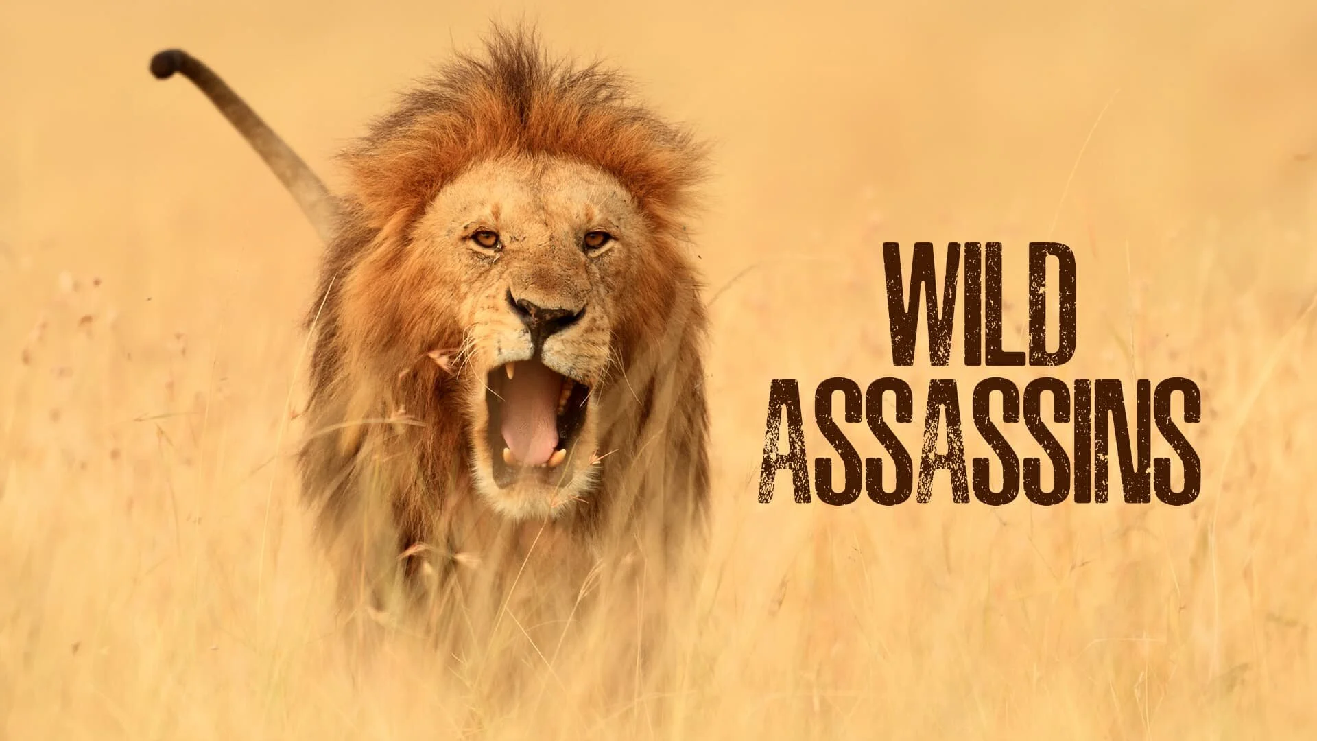 Wild Assassins