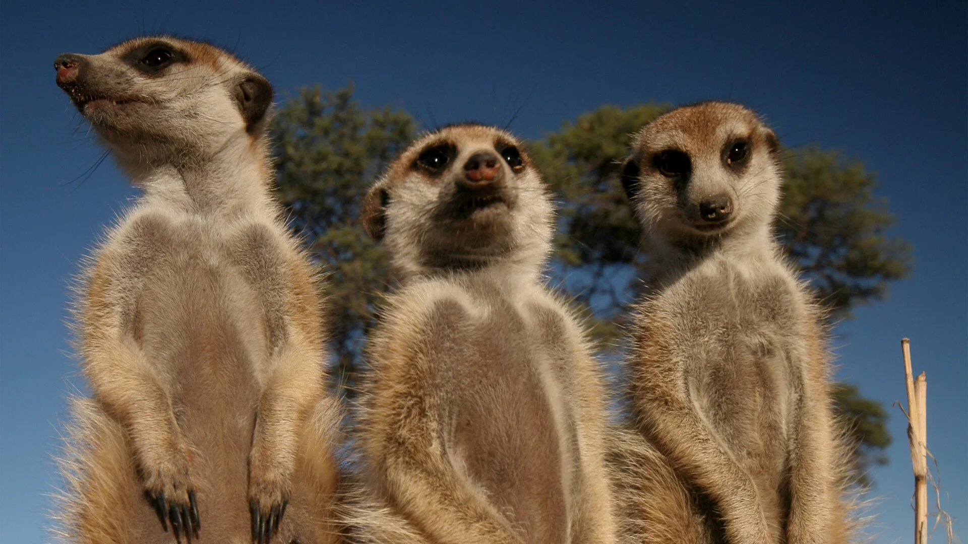 Meerkat Manor