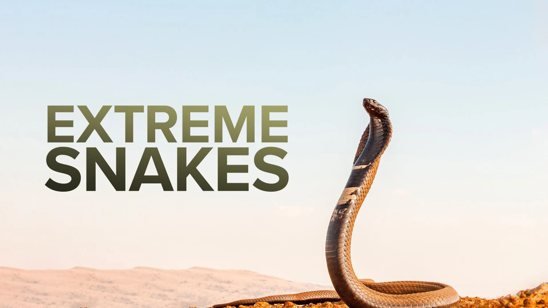Extreme Snakes