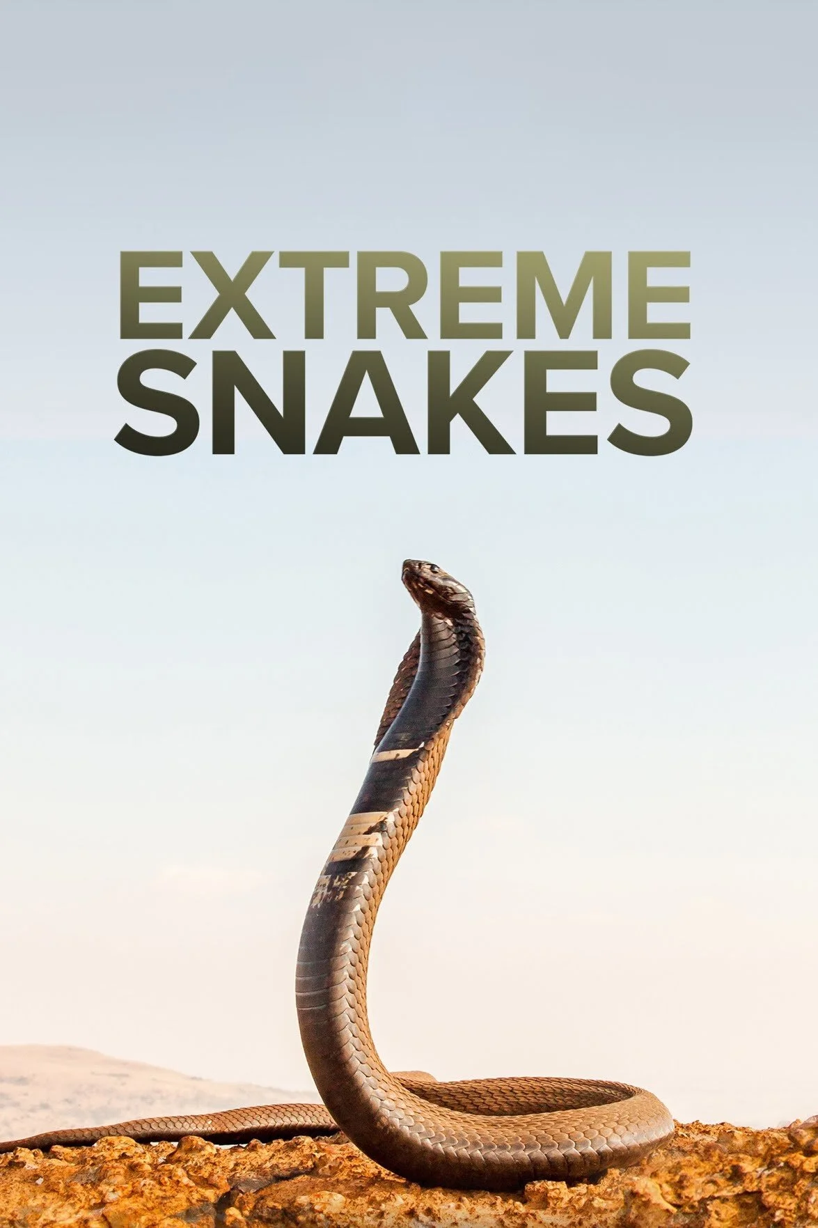 Pôster de Extreme Snakes