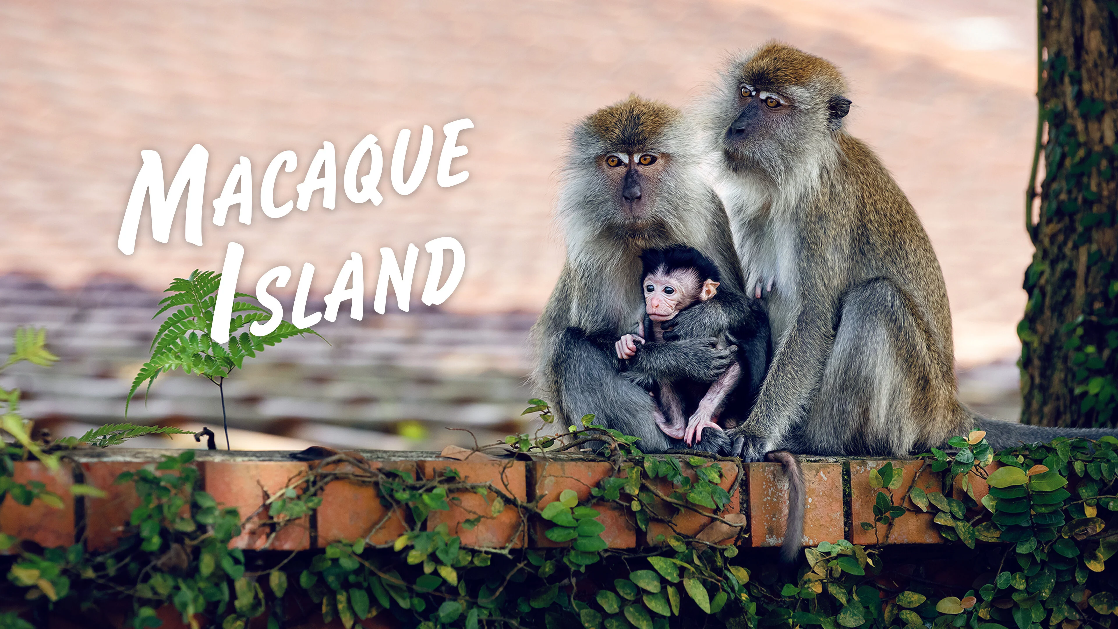 Macaque Island
