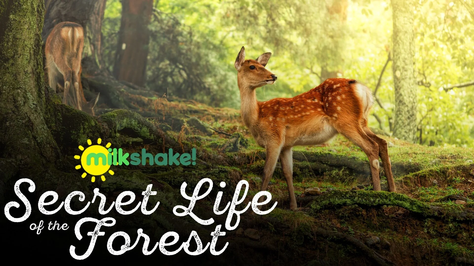 Milkshake! Secret Life of the Forest