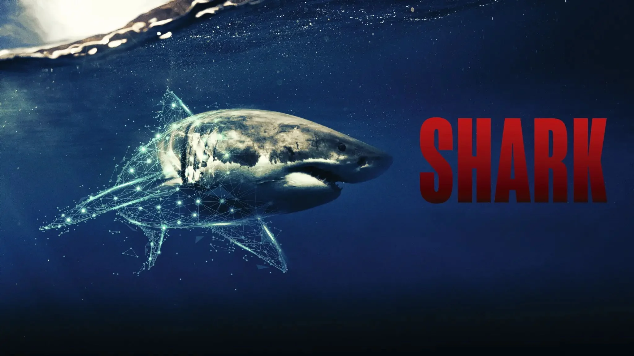 Shark